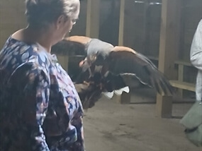 Customer Photo of Falconry at Hatton Country World Warwick